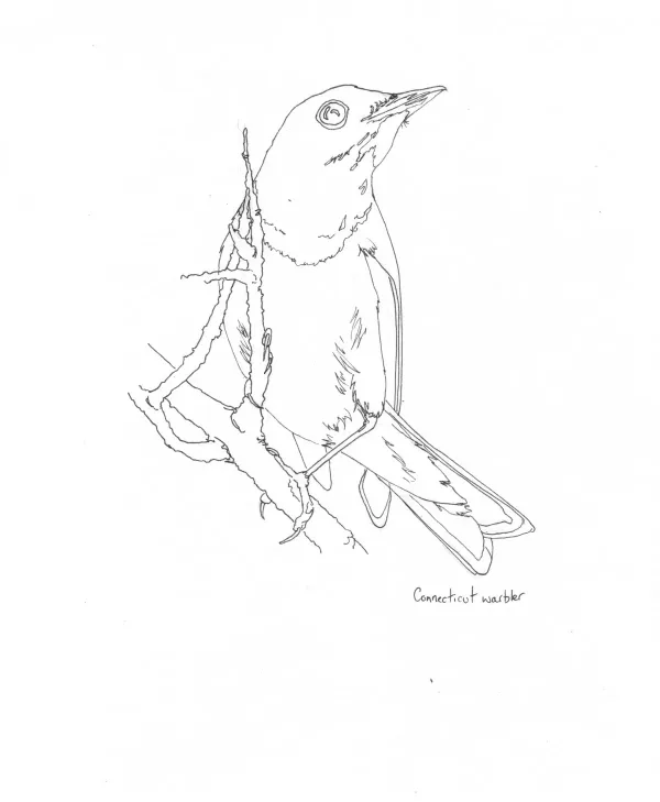 Connecticut Warbler