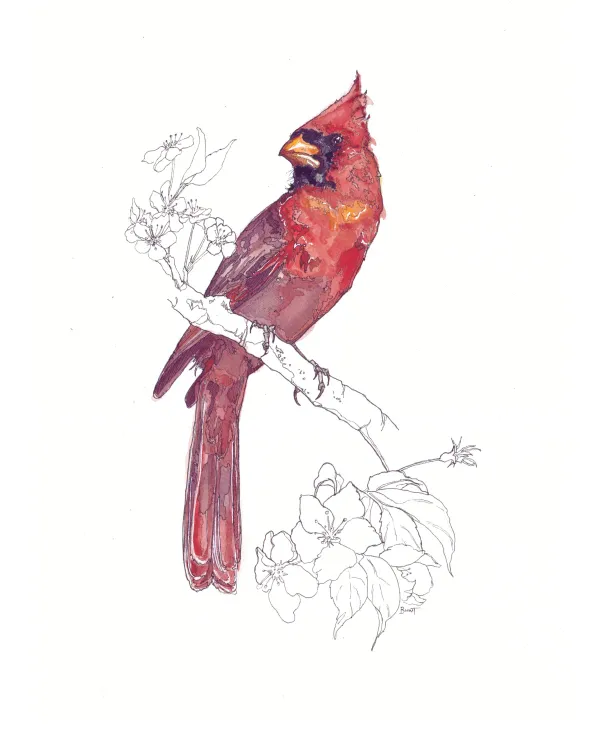 Crow Shield Cardinal