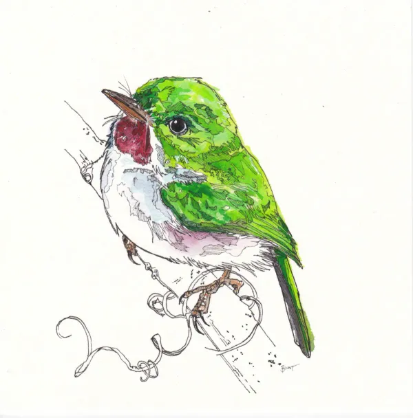 Cuban Tody Kieran Dykstra 