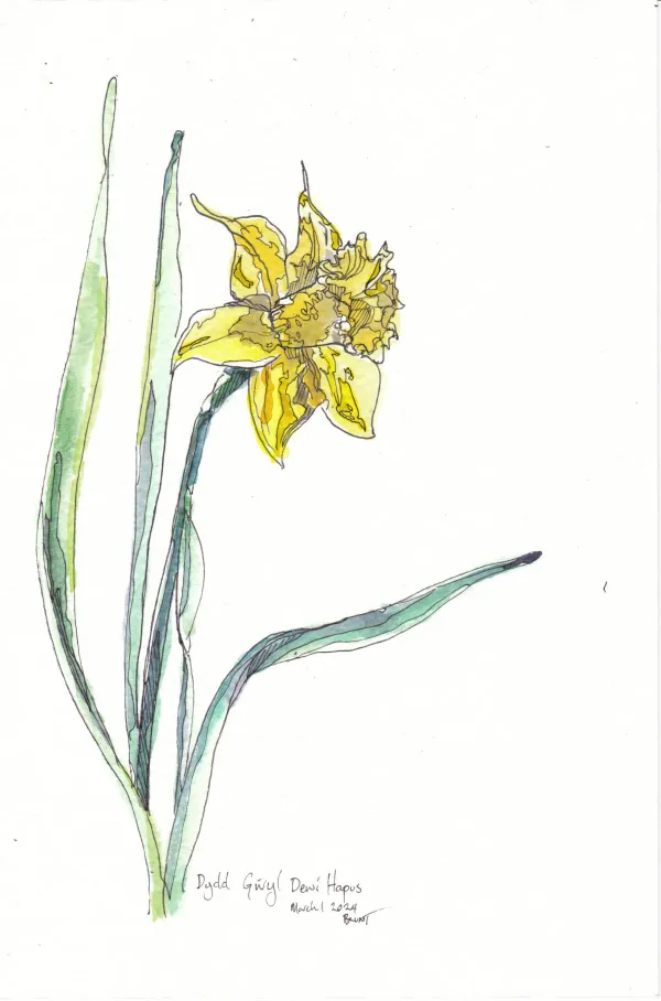 Daffodil, Mar24