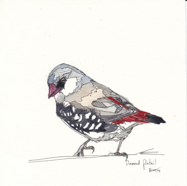 Diamond Firetail, Jan24