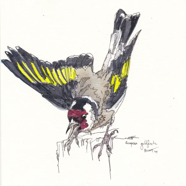 European Goldfinch, Jan24