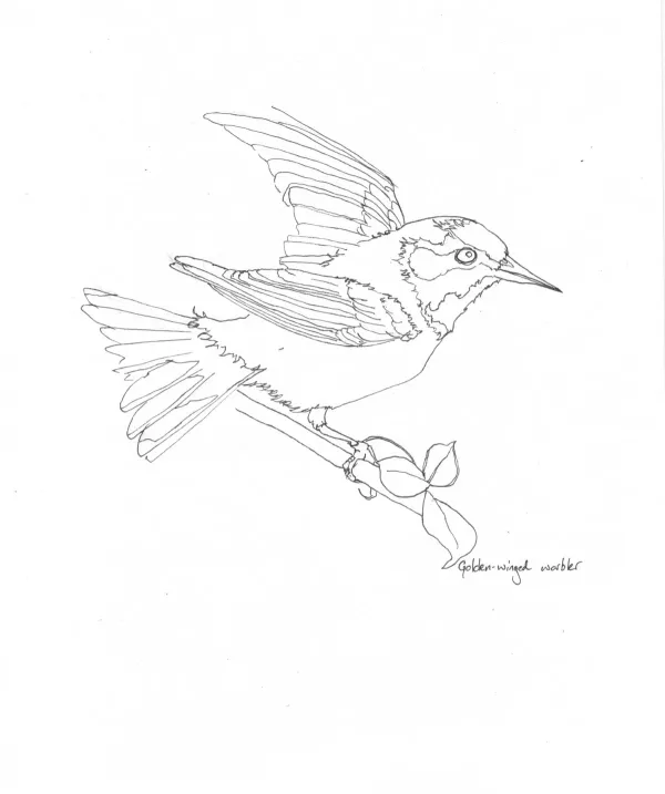 Golden Winged Warbler