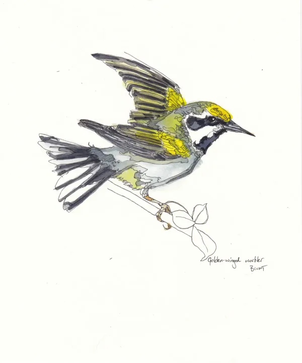 Golden Winged Warbler