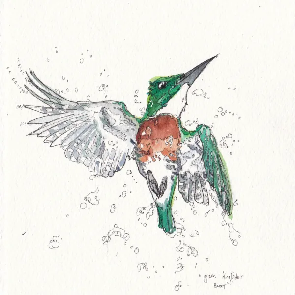 Green Kingfisher, Feb24