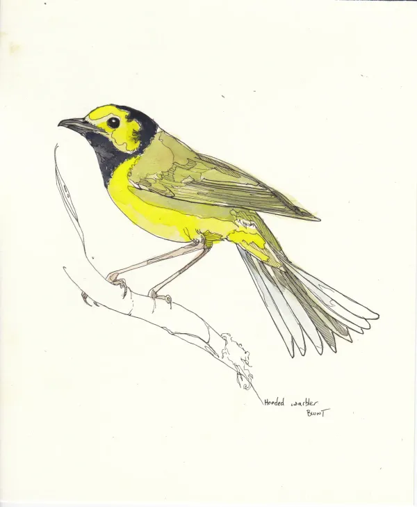 Hooded Warbler