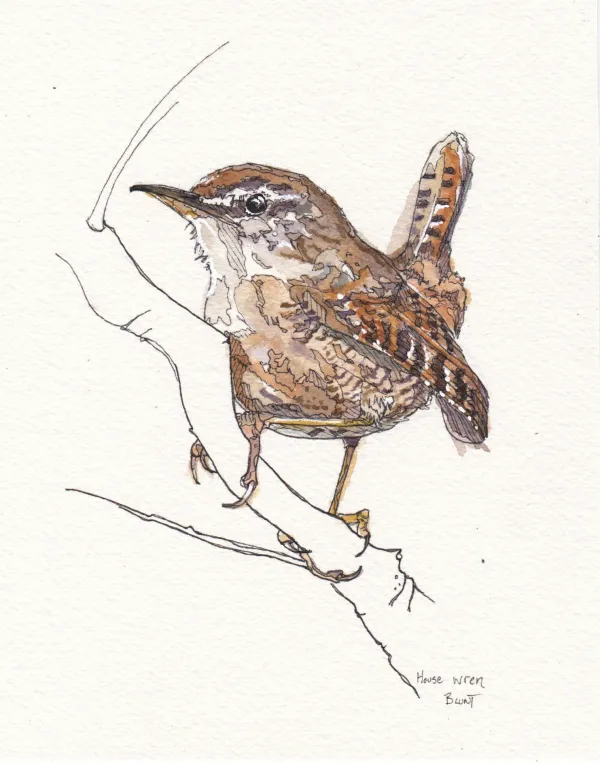 House Wren, Feb24