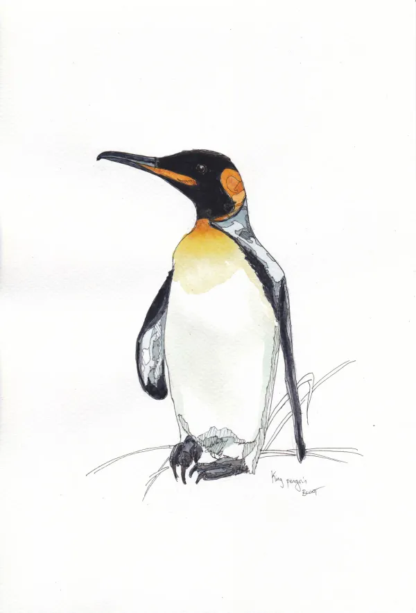 King Penguin, Jan24
