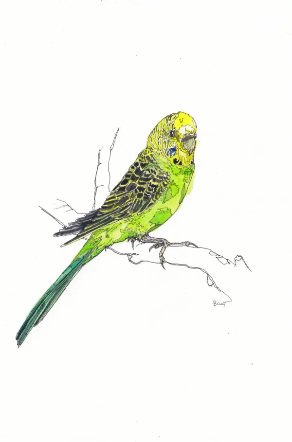 Larry The Budgie _ Tammy Dinsdale