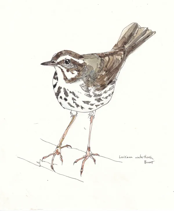 Louisiana Waterthrush