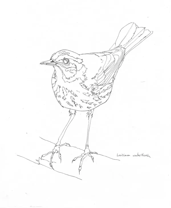 Louisiana Waterthrush