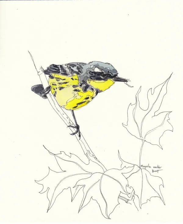 Magnolia Warbler