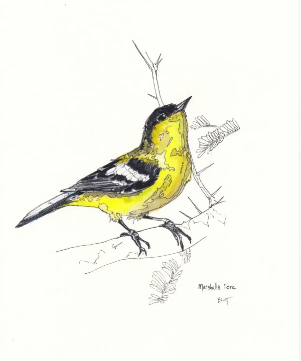 Marshall's Iora August 11 2024