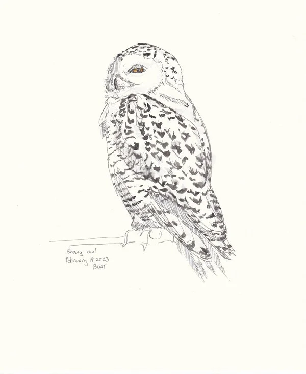 Meredith Blunt at work with ink and watercolor