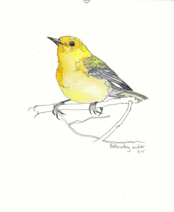 Mourning Warbler 1