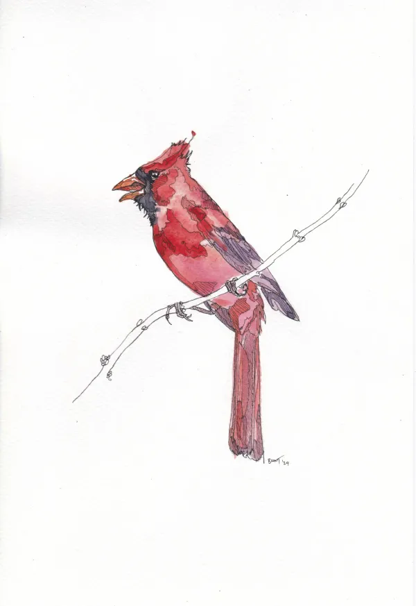 NOrthern Cardinal, Feb24