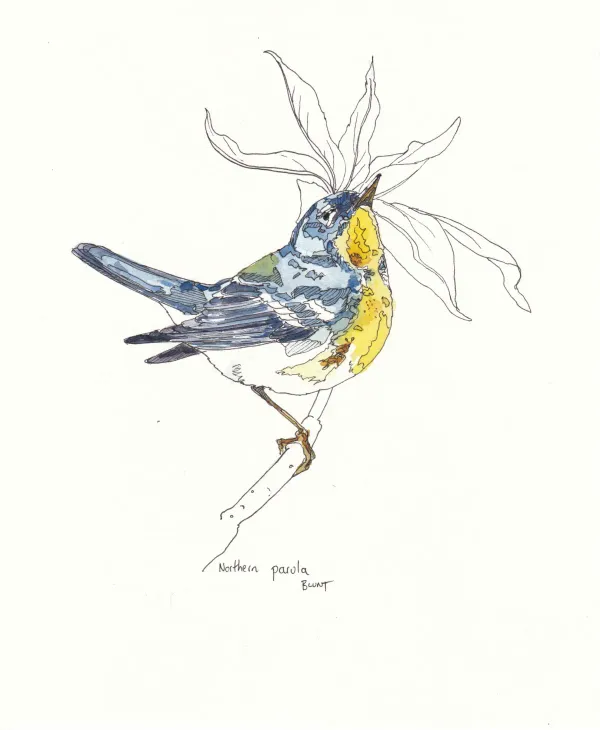 Northern Parula