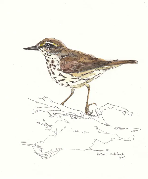 Northern Waterthrush