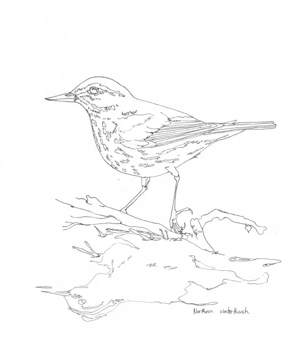 Northern Waterthrush