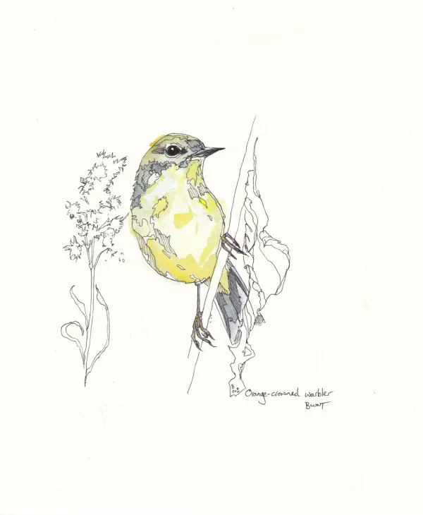 Orange Crowned Warbler