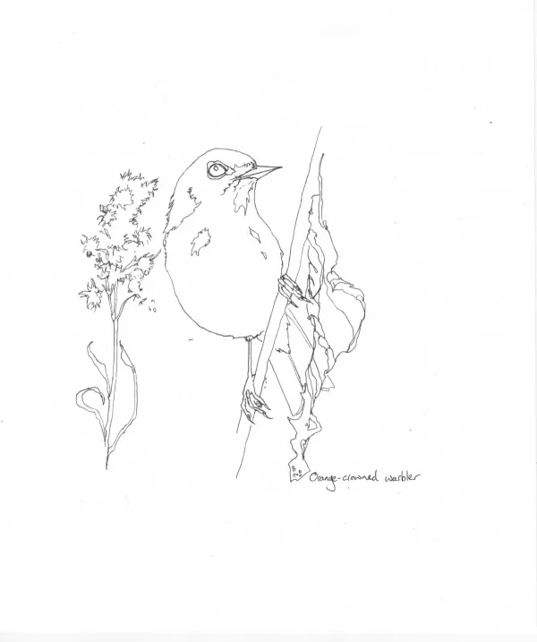 Orange Crowned Warbler