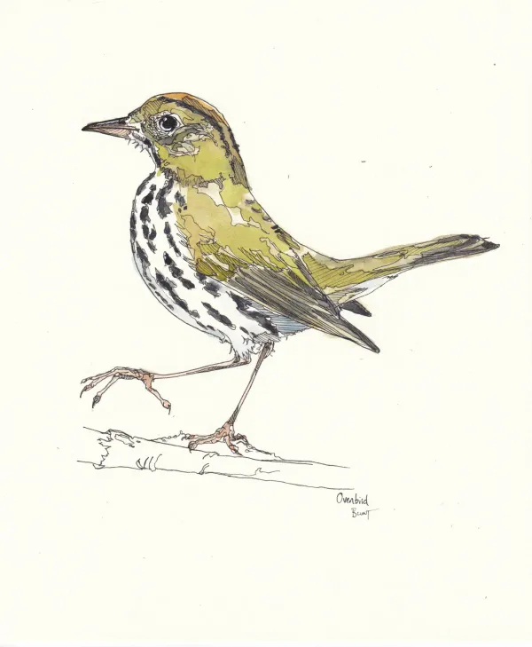 Ovenbird