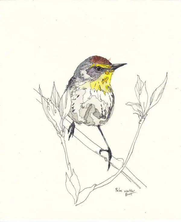 Palm Warbler