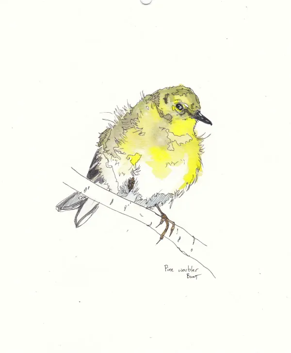 Pine Warbler