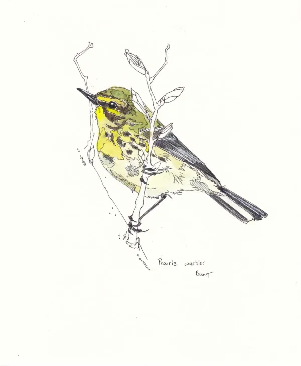 Prarie Warbler