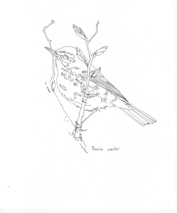 Prarie Warbler