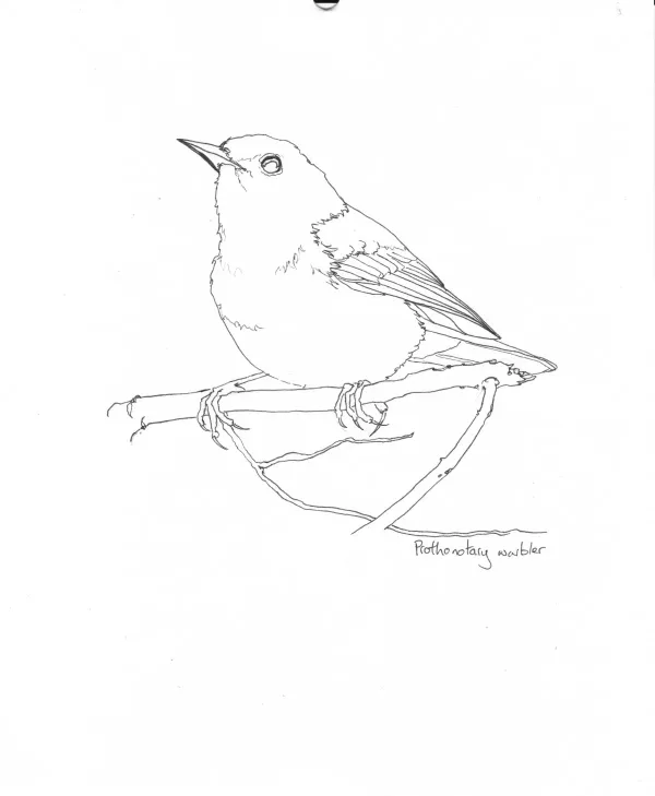 Prothonotary Warbler