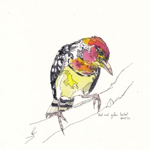 Red And Yellow Barbet, Jan24