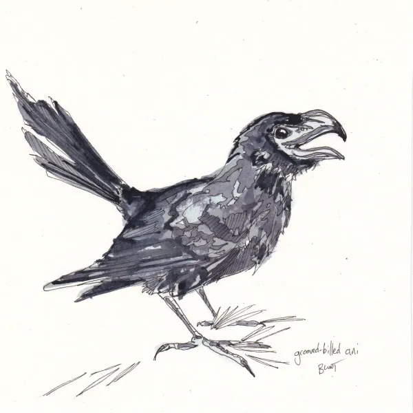 Rgooved Billed Ani, Feb24