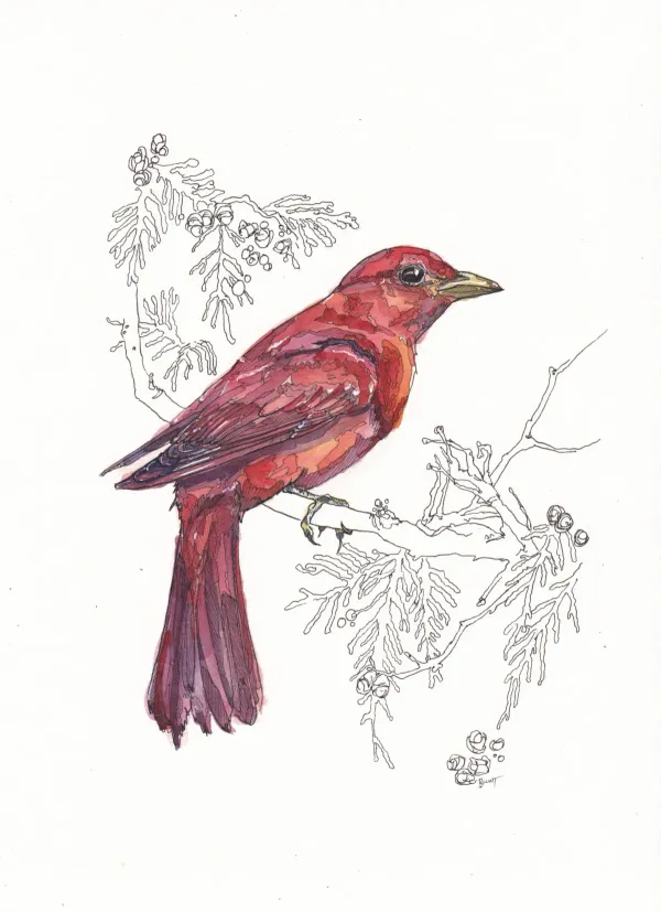 Summer Tanager Susan Schmidt
