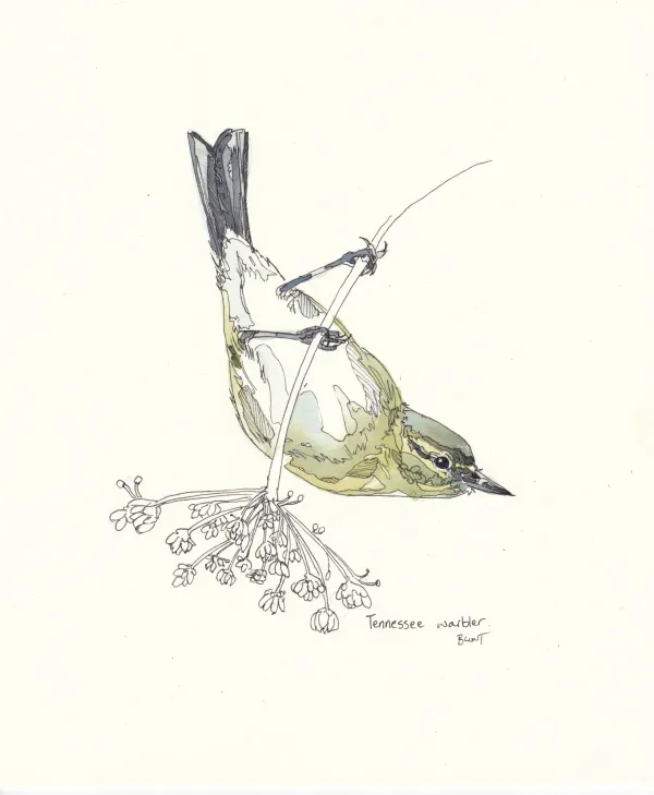 Tennessee Warbler
