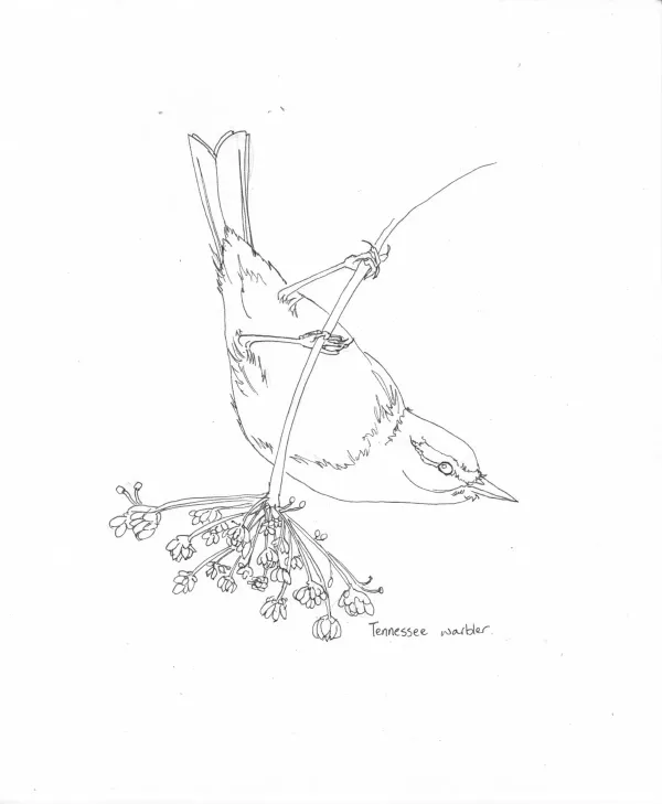 Tennessee Warbler