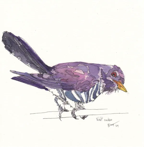 Violet Cuckoo, Jan24