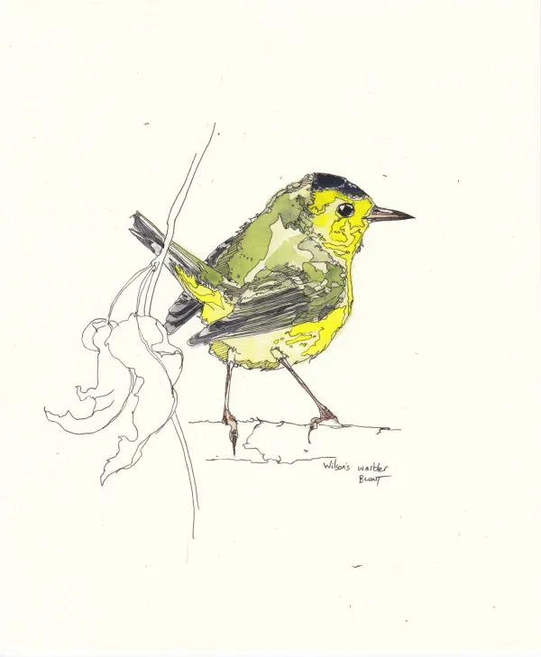 Wilson's Warbler