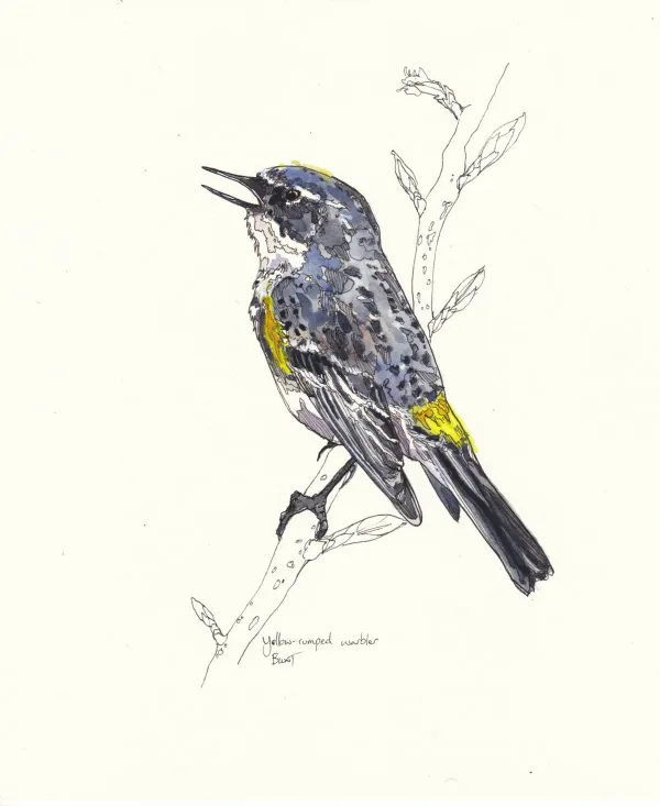 Yellow Rumped Warbler
