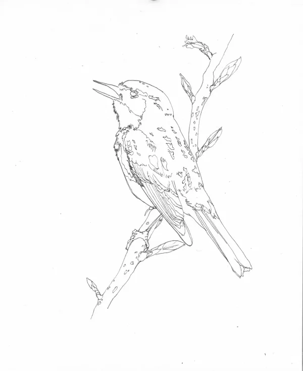 Yellow Rumped Warbler