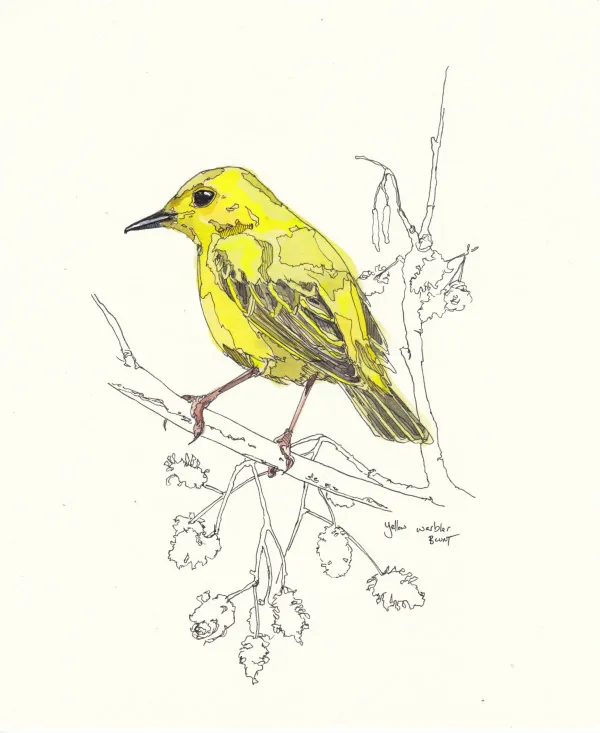 Yellow Warbler